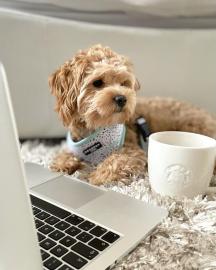 Sehr s??e charmante Maltipoo-Welpen