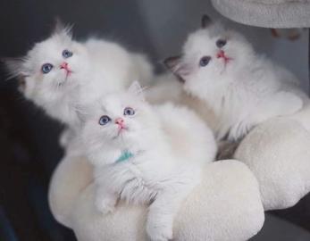 Ragdoll Katzen!! Geimpft, Entwurmt