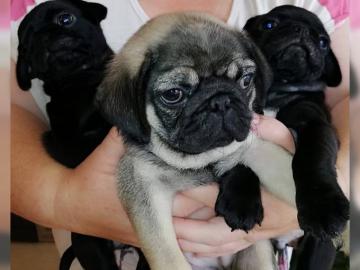 sozialisiert Mops Welpen
