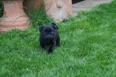Reirassige Mops Welpen mit Papieren