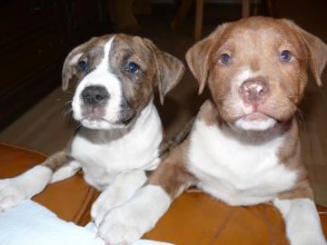 Amerikanischen Staffordshire Terrier