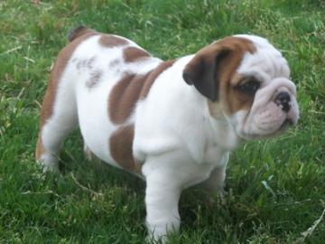 Englisch Bulldogge Welpen mit FCI Papier