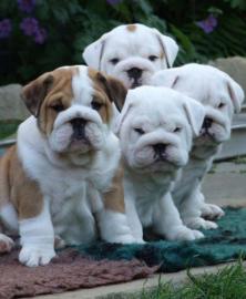 Englisch Bulldogge Welpen mit FCI Papier