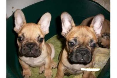Liebevoll Franz�sische Bulldoggen aus VD