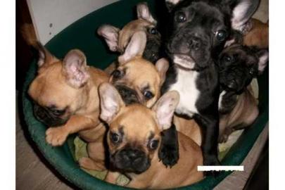 Liebevoll Franz�sische Bulldoggen aus VD