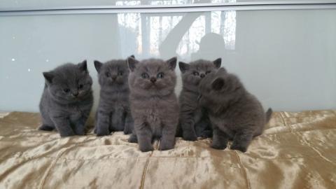 Reinrassige BKH Babies