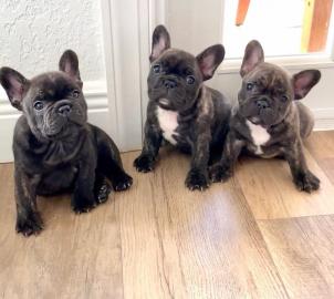 Franz?sische Bulldoggenwelpen zu verkauf