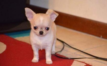 Chihuahua welpen