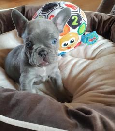 Franz�sische Bulldoggen R�den