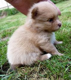 Zwergspitz / Pomeranian Welpen