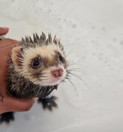 Frettchen-WHATSAPP::+4915213140266