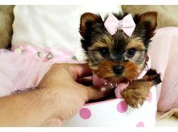 Yorkshire Terrier Welpen black and tan. 