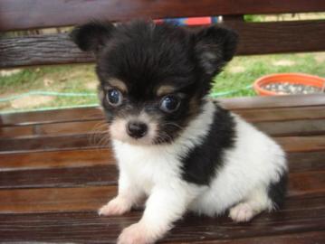 Wundersch�ne MINI SCHOKO ChihuahuaWELPEN
