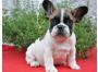 ~Wundersch�ne S��e Franz�sisch Bulldogge