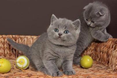 Britisch Kurzhaar BKH silver-tabby