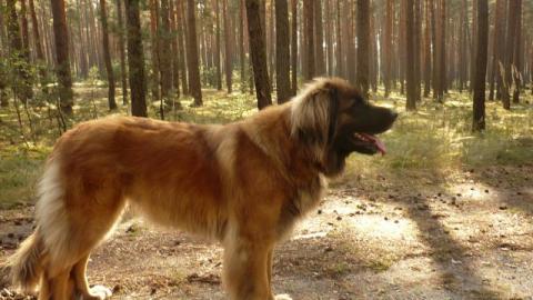 Leonberger Welpen