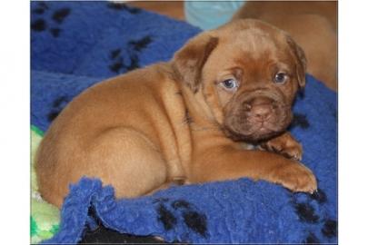 Reinrassige Bordeauxdoggen Welpen