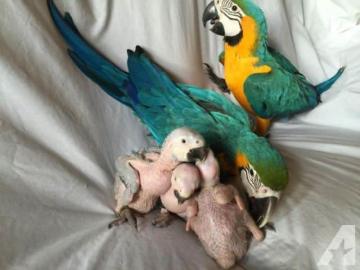 Talking Trained Scarlet Macaws