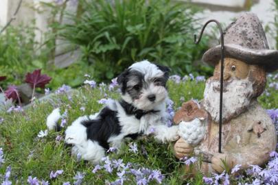Yorkshire Terrier & Biewer Yorkshire Te