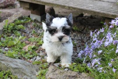Yorkshire Terrier & Biewer Yorkshire Te