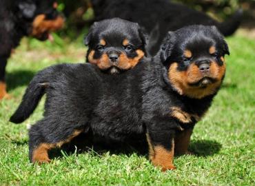 S��e Rottweiler Welpen
