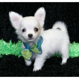 chihuahua welpen �sterr.  liebhaberzucht