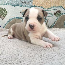 American Staffordshire Welpen Blue-Line