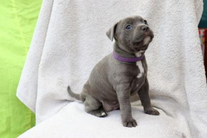 American Staffordshire Welpen Blue-Line