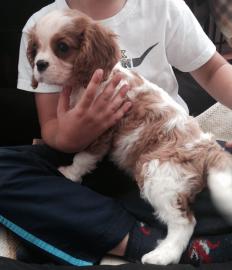 Cavalier King Charles Spaniel Welpen. 