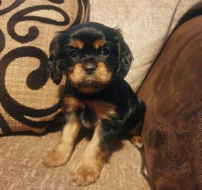 Cavalier King Charles Spaniel Welpen. 