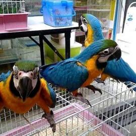 Blauer und goldener Ara-Papagei