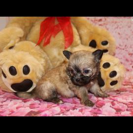 Weihnachten Welpen zur Verf?gung chihuah
