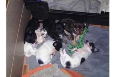 Chihuahua Welpen