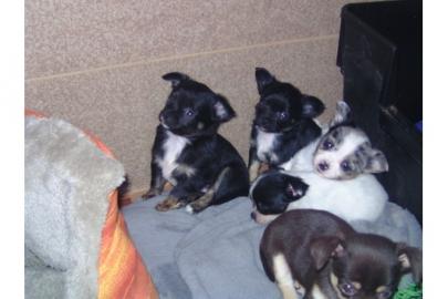 Chihuahua Welpen