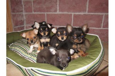 Chihuahua Welpen