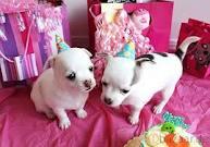 Mini-Chihuahua-Welpen (Langhaar und.  Kur