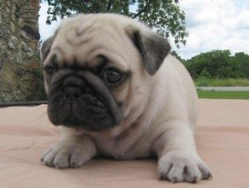 Mops welpen