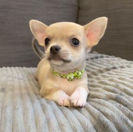 Chihuahua-Welpen zu verkaufen