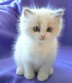 Zu Hause aufgezogene Ragdoll-K�tzchen