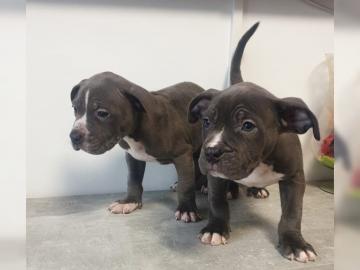 American Pitbull Terrier Welpen (Rednose