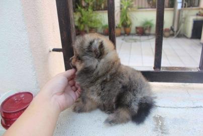 Liebevolle Teetasse Pomeranian erh?ltlic