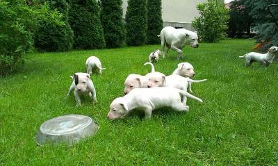 Reinrassige Dogo Argentino Welpen