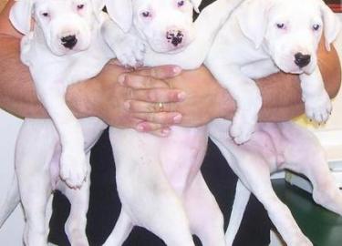 Reinrassige Dogo Argentino Welpen