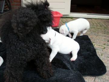 Reinrassige Dogo Argentino Welpen