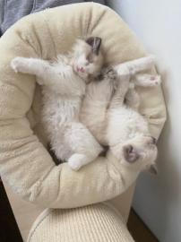 Wundersch?nes kleines Ragdolls-K?tzchen