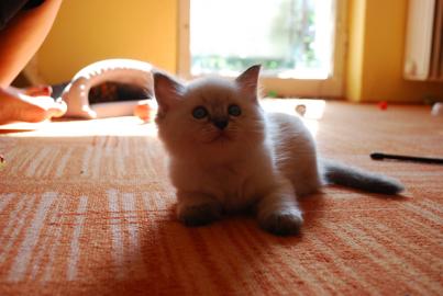 Ragdoll K�tzchen mit Stammbaum zu verkau