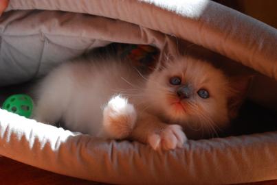 Ragdoll K�tzchen mit Stammbaum zu verkau