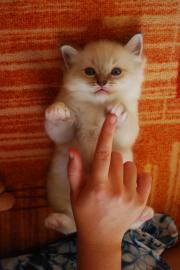 Ragdoll K�tzchen mit Stammbaum zu verkau