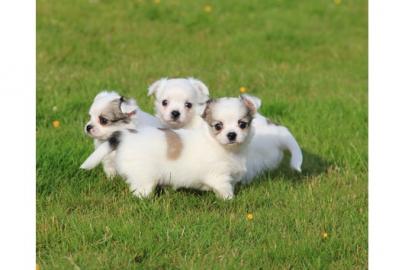Chihuahuas in Kurz- und Langhaar 250EUR