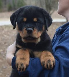 Weihnachten Erh?ltlich ADRK Rottweilerw